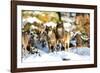 Wolves in Winter-Reiner Bernhardt-Framed Photographic Print