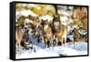 Wolves in Winter-Reiner Bernhardt-Framed Stretched Canvas