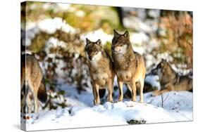 Wolves in Winter-Reiner Bernhardt-Stretched Canvas