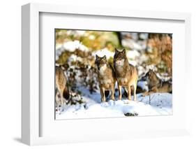 Wolves in Winter-Reiner Bernhardt-Framed Photographic Print