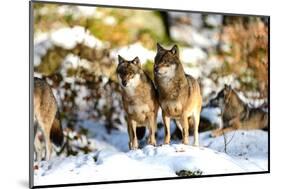 Wolves in Winter-Reiner Bernhardt-Mounted Photographic Print