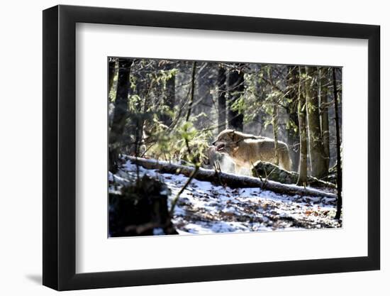 Wolves, Mating Season-Reiner Bernhardt-Framed Photographic Print