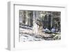 Wolves, Mating-Reiner Bernhardt-Framed Photographic Print