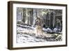 Wolves, Mating-Reiner Bernhardt-Framed Photographic Print