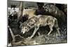 Wolves on the Prowl-null-Mounted Giclee Print