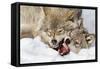 Wolves Rules-Mircea Costina-Framed Stretched Canvas