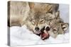 Wolves Rules-Mircea Costina-Stretched Canvas