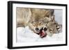 Wolves Rules-Mircea Costina-Framed Photographic Print