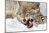 Wolves Rules-Mircea Costina-Mounted Photographic Print