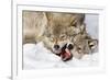 Wolves Rules-Mircea Costina-Framed Photographic Print