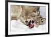 Wolves Rules-Mircea Costina-Framed Photographic Print