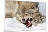 Wolves Rules-Mircea Costina-Mounted Photographic Print