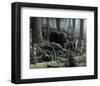 Wolves with Wolverine-Kevin Daniel-Framed Giclee Print