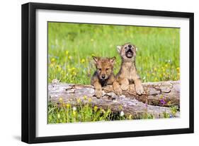 Wolves-null-Framed Premium Photographic Print