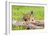 Wolves-null-Framed Premium Photographic Print