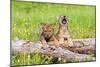 Wolves-null-Mounted Premium Photographic Print