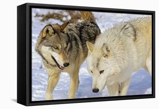 Wolves-null-Framed Stretched Canvas