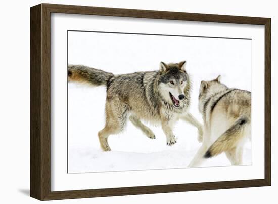 Wolves-null-Framed Premium Photographic Print