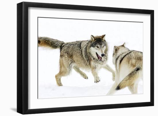 Wolves-null-Framed Premium Photographic Print