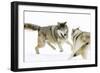 Wolves-null-Framed Premium Photographic Print