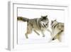 Wolves-null-Framed Premium Photographic Print