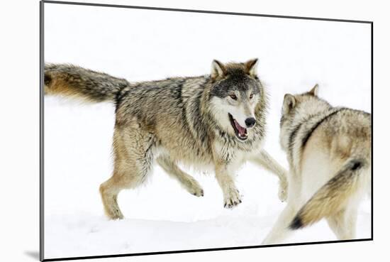 Wolves-null-Mounted Premium Photographic Print