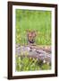 Wolves-null-Framed Photographic Print