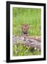 Wolves-null-Framed Photographic Print