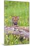 Wolves-null-Mounted Photographic Print