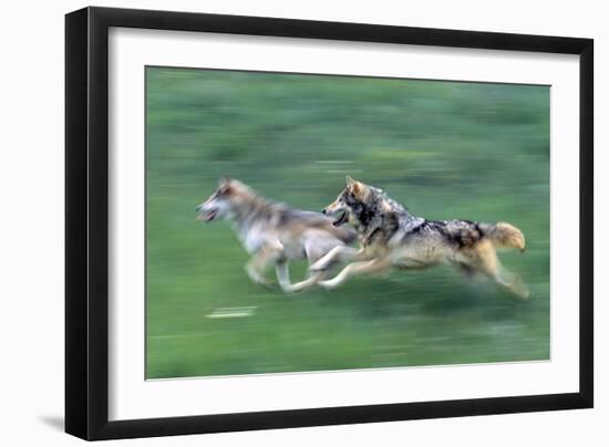 Wolves-null-Framed Photographic Print