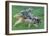 Wolves-null-Framed Photographic Print