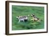 Wolves-null-Framed Photographic Print