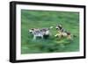 Wolves-null-Framed Photographic Print