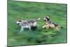 Wolves-null-Mounted Photographic Print