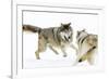 Wolves-null-Framed Photographic Print