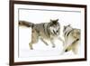 Wolves-null-Framed Photographic Print