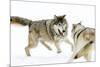 Wolves-null-Mounted Photographic Print