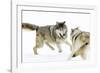 Wolves-null-Framed Photographic Print