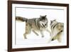 Wolves-null-Framed Photographic Print