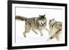 Wolves-null-Framed Photographic Print