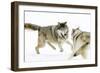 Wolves-null-Framed Photographic Print