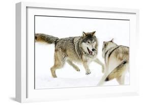 Wolves-null-Framed Photographic Print