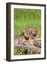 Wolves-null-Framed Photographic Print