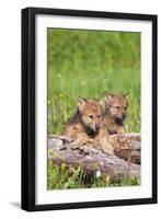 Wolves-null-Framed Photographic Print