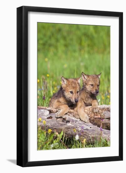 Wolves-null-Framed Photographic Print