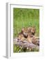 Wolves-null-Framed Photographic Print