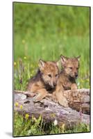 Wolves-null-Mounted Photographic Print