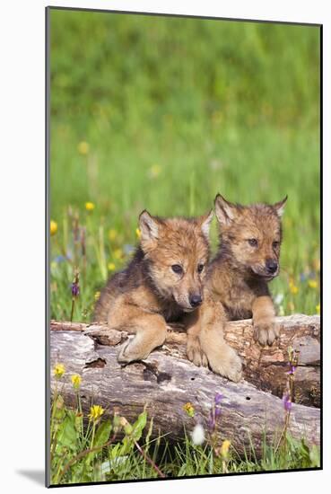 Wolves-null-Mounted Photographic Print
