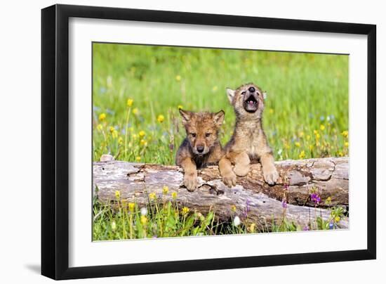 Wolves-null-Framed Photographic Print