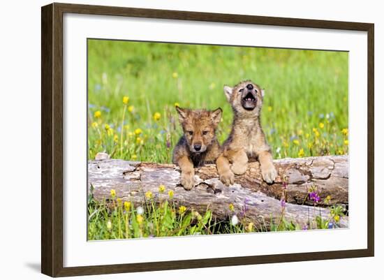 Wolves-null-Framed Photographic Print